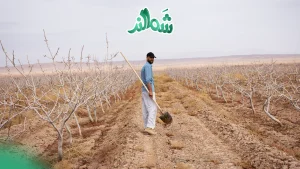 فروشگاه اینترنتی شَمالند (خرید پسته و زعفران)